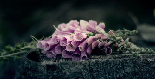 bd5fdb_fb2bff8fc4e14607a2aae41b35d8c366